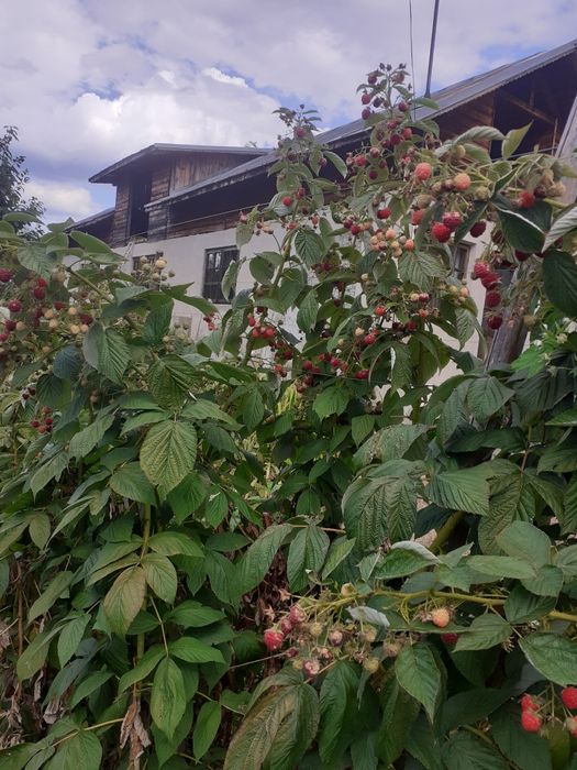 Butaşi zmeura soi polka