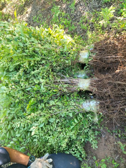 Саженцы карагача,вязь мелколистный,акации жёлтой, смородины золотистой