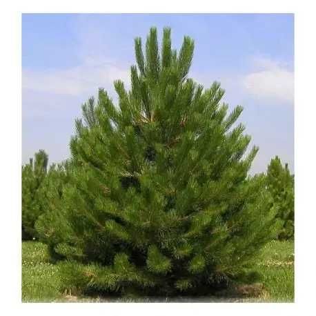 Pin Pinus Sylvestris nigra strobus