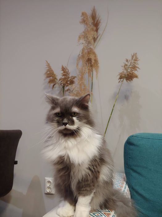 Подарявам котка