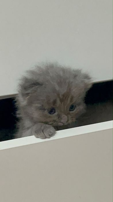 Пушистый серый котёнок с голубыми глазами