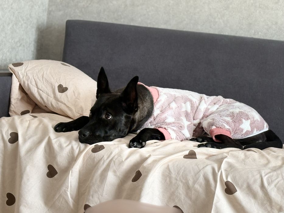 Кане корсо,стафорширский терьер