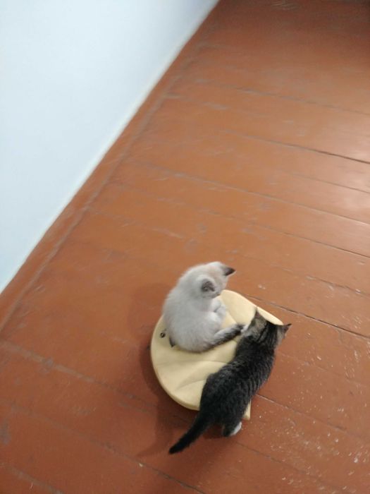 Отдам в добрые и заботливые руки замечательную кошечку! по имени Гав