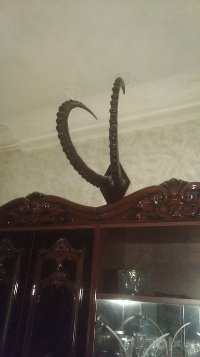 Продается Рога орхара