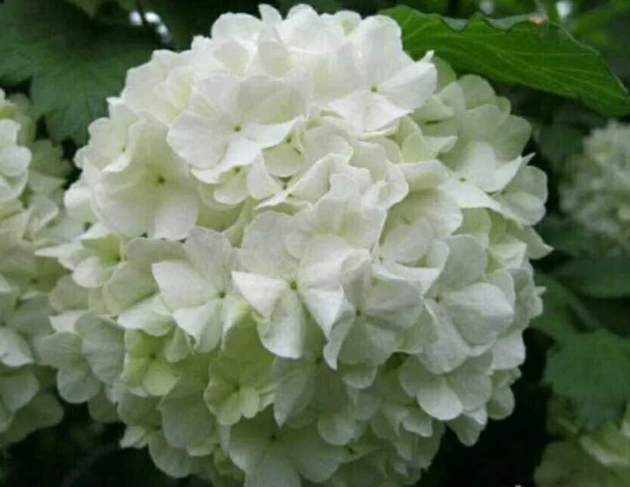 Японска катерлива роза, хортензия, хибискус студоустойчиви