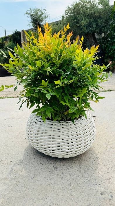 Kashpo iz rotanga dlya svetov