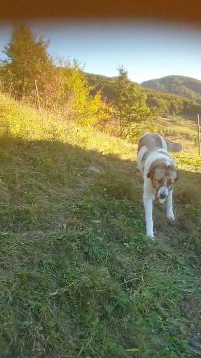Câine ciobănesc