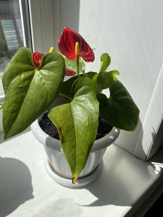 Продам цветок антуриум детки 1000 тенге цветущее 2,5т тг