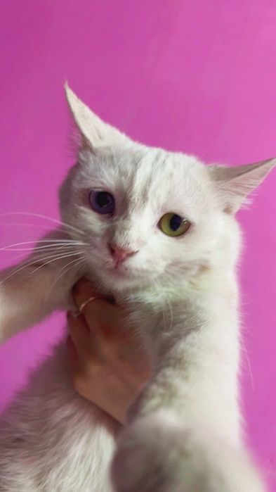 разноглазой кошка