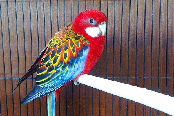 Розелла попугаи поступление