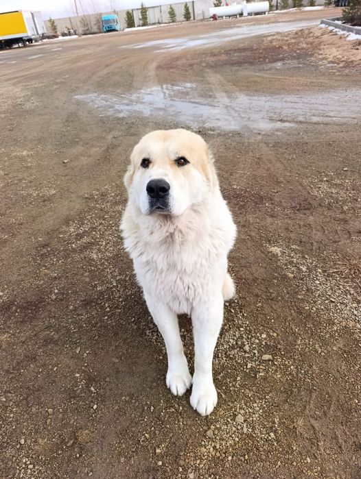 Продам щенков породы Алабай!