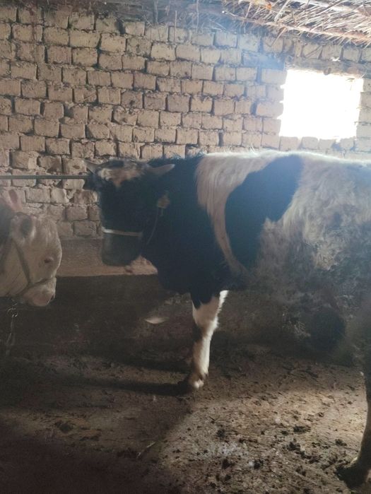 Бұқалар сатылады