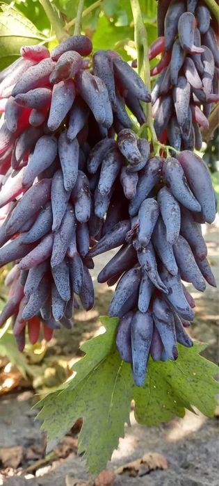 Butasi vita de vie !!!