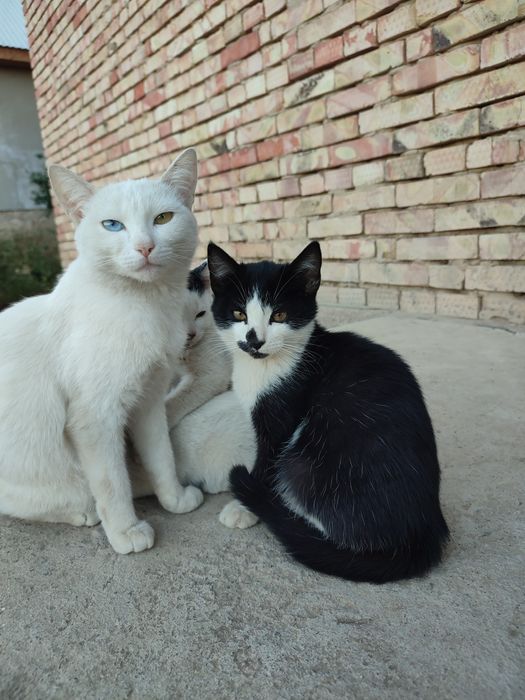 Кошки мальчики бесплатно