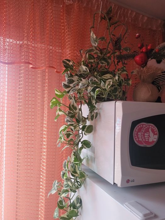 Комнатные цветы,большие