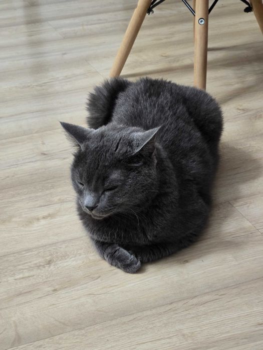 Отдам кота бесплатно