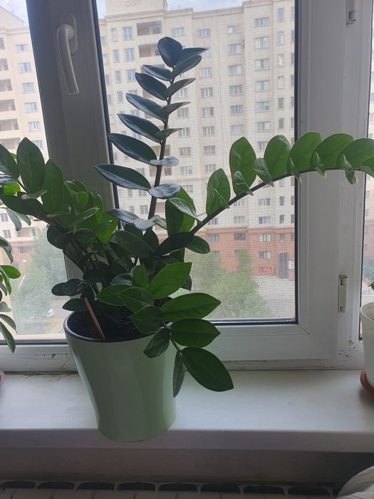 Продам домашнее  цветы