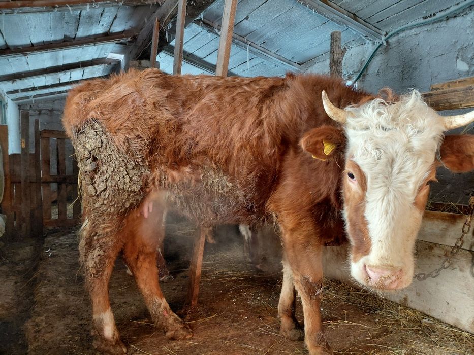 Продам корову  стоит городе .