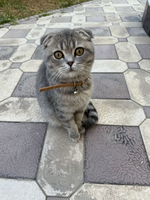 Кошка скоттиш-фолд