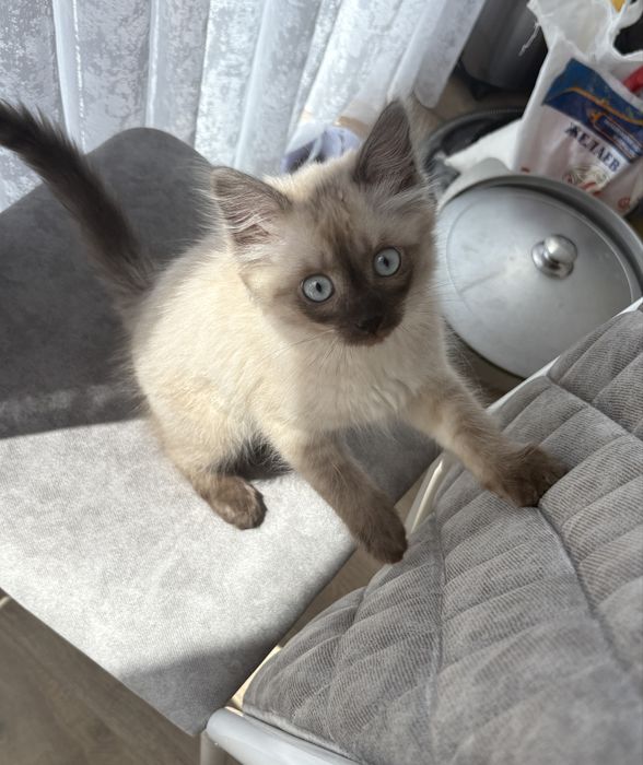 Котенок мальчик!!!