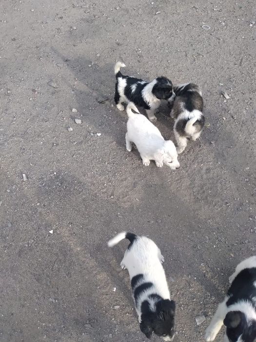 Отдам щенков в добрые руки