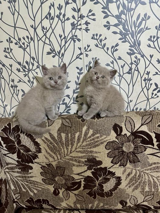 Британская короткошерстная