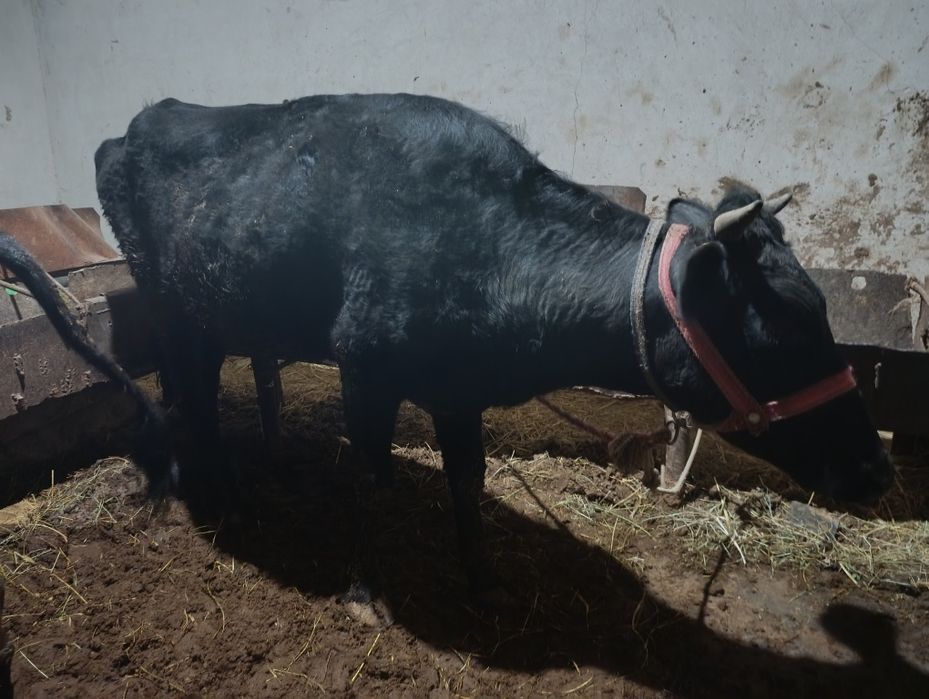 Gunojin sotiladi yeyishlari zor