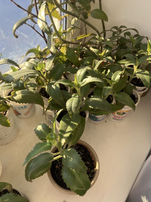 Каланхое лечебное