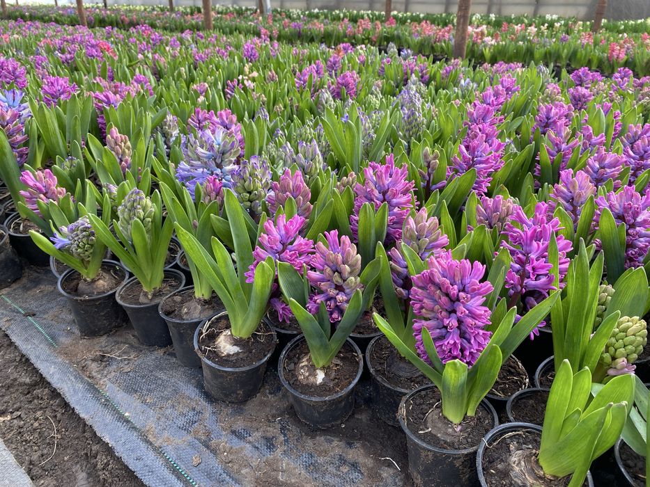 Flori Zambile 1-8 martie