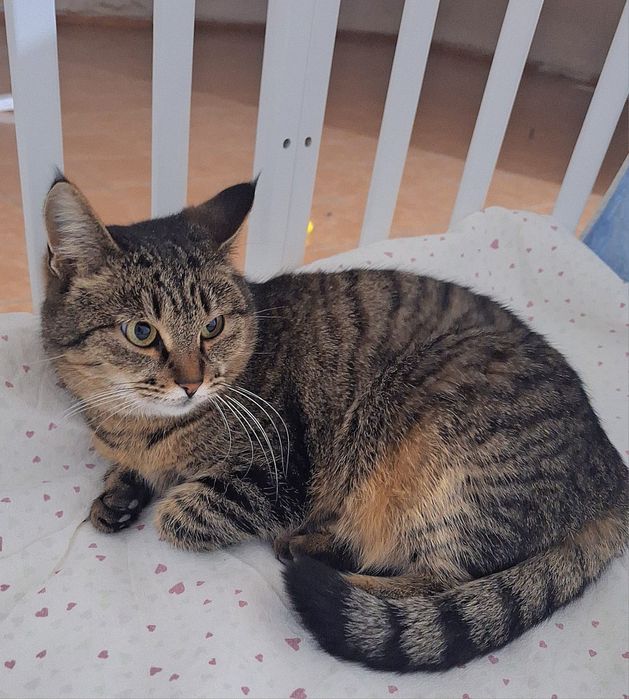 Добрая домашняя кошка, бесплатно!