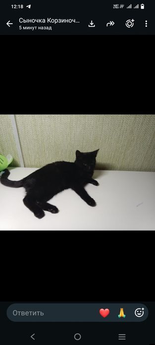 Отдам котенка мальчик