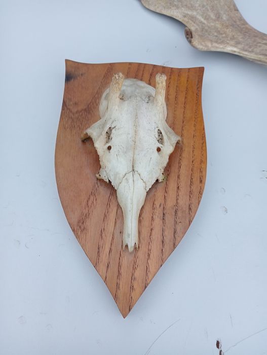 Anomalie și un corn