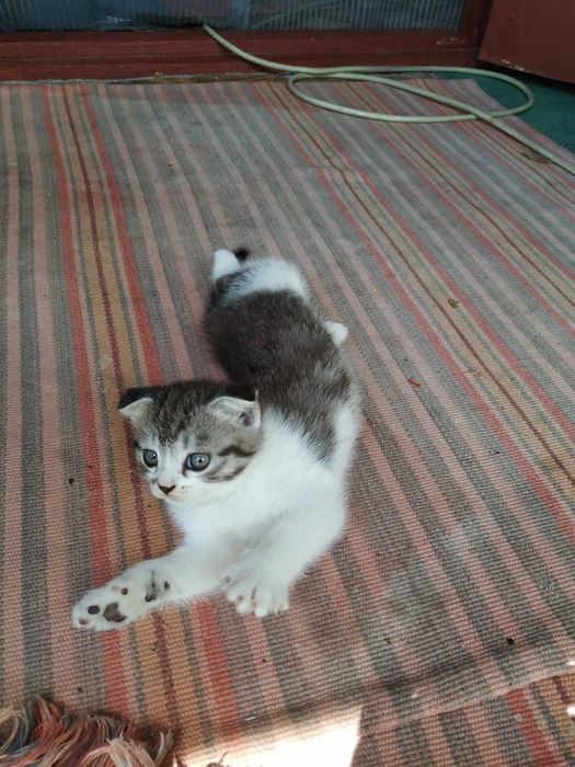 Отдам котят бесплатно