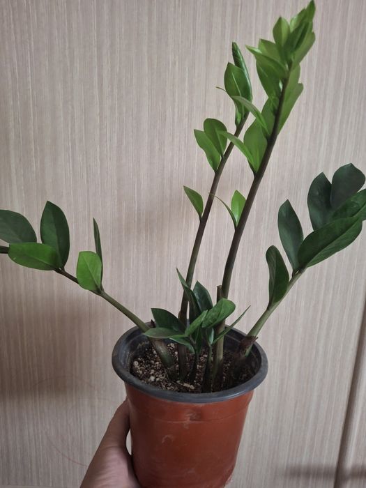 Комнатные растения домашние