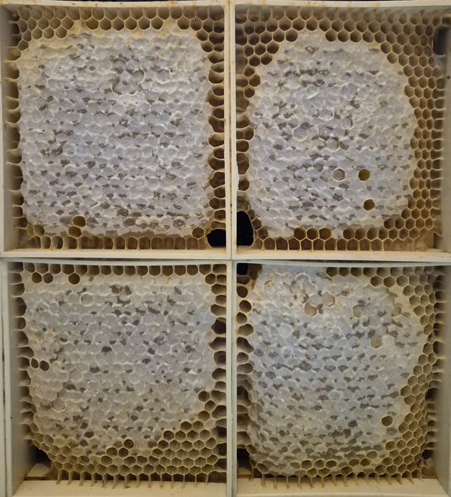 Подарочные медовые рамки