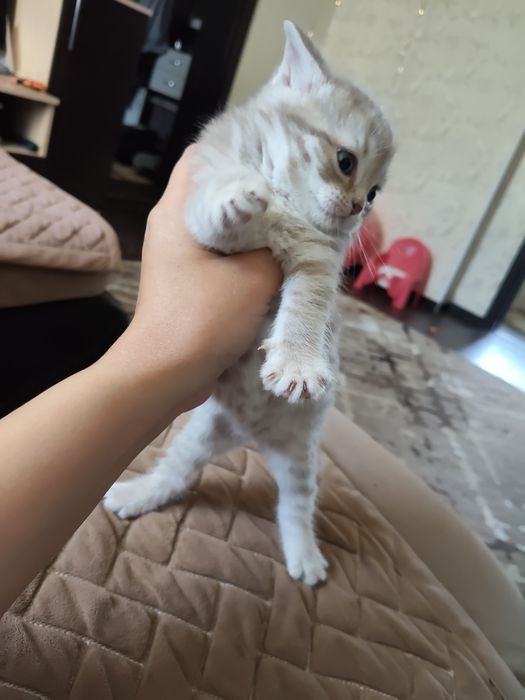 Котята британцы мальчики