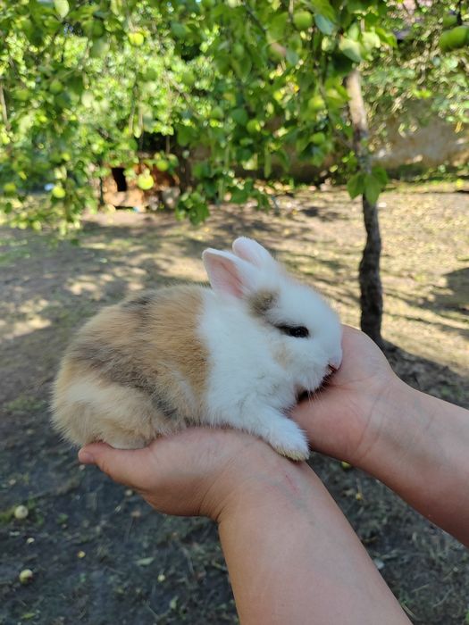 Iepurași pitici pufoși sau cu păr scurt