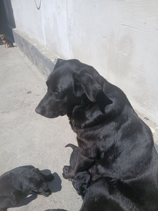 Продам лабрадорчиков