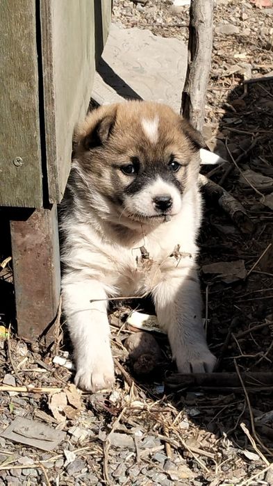 Срочно срочно срочно