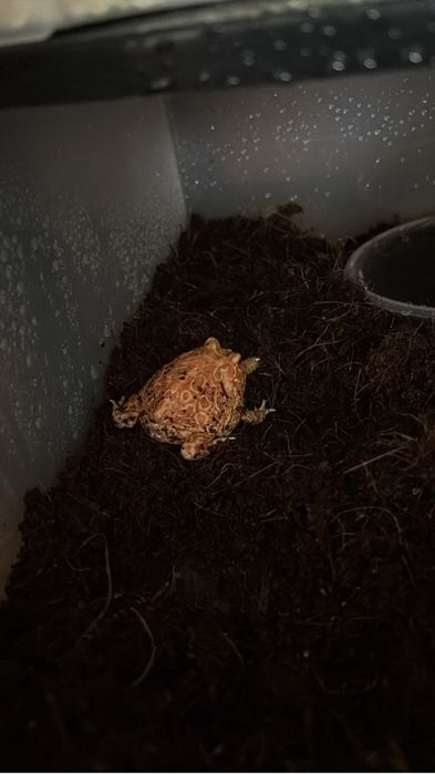 Pui broasca pacman