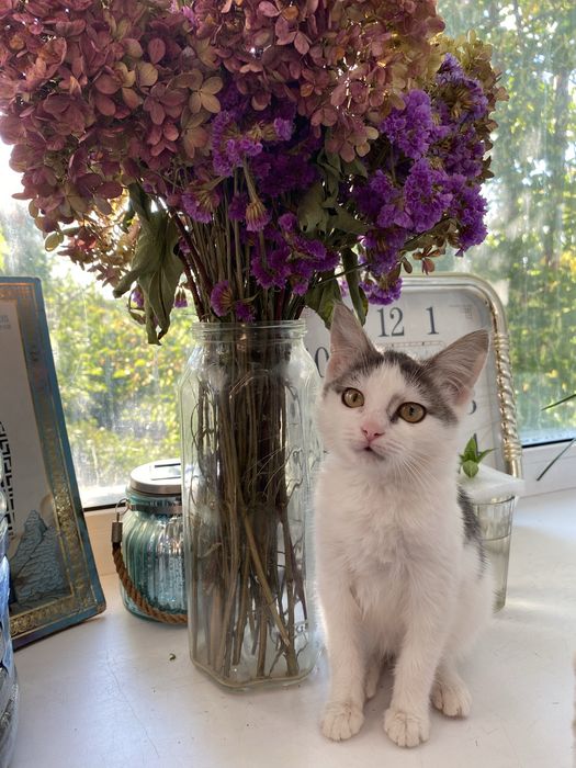 Отдам котенка!!!