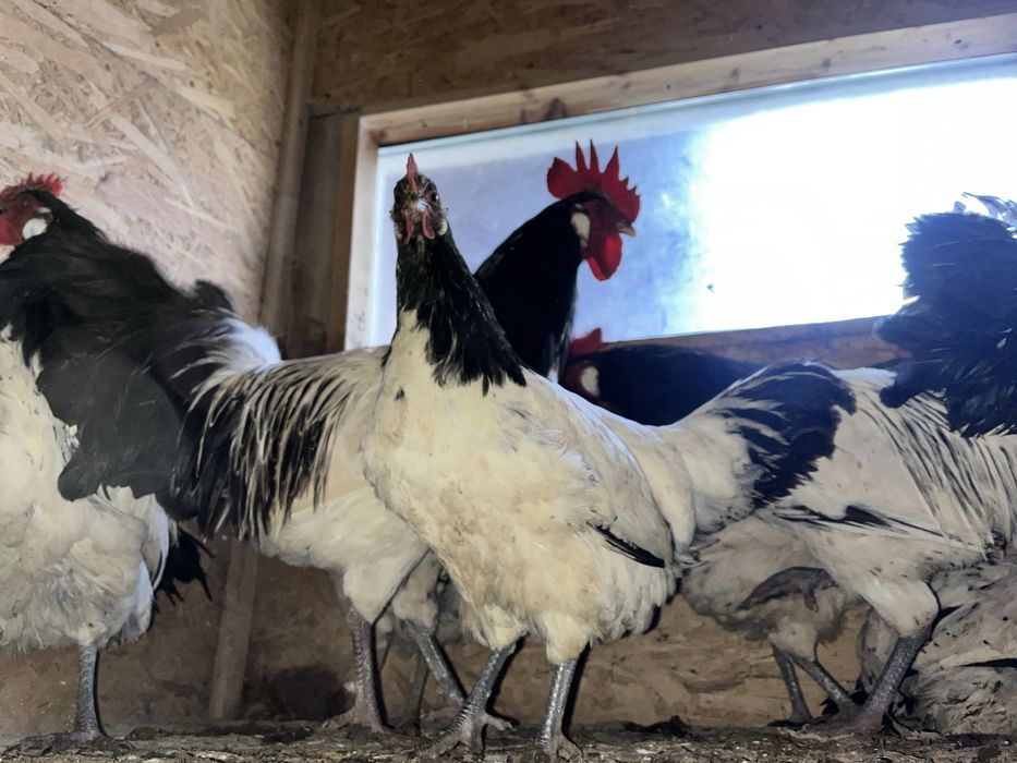 Perechi Gaini Lakenvelder