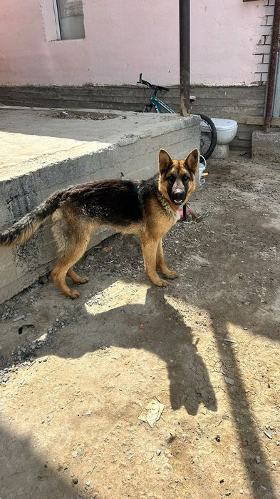 Ит сатылад овчарка