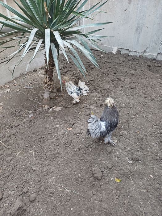 Карес японка хурозлари сотилади