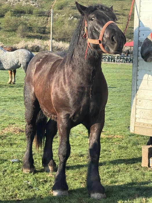 Vand manz negru corb