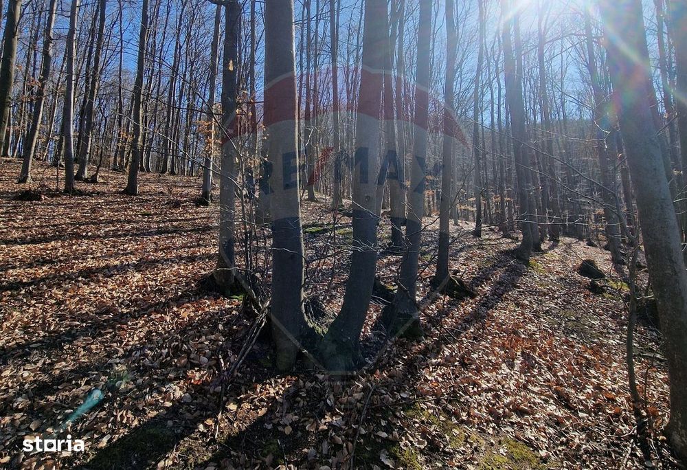 Teren de Vânzare în Pâncești (Sascut)