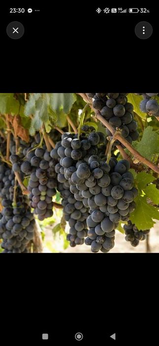 Продавам грозде село Младиново