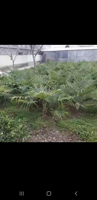 Палма кучатлар бор