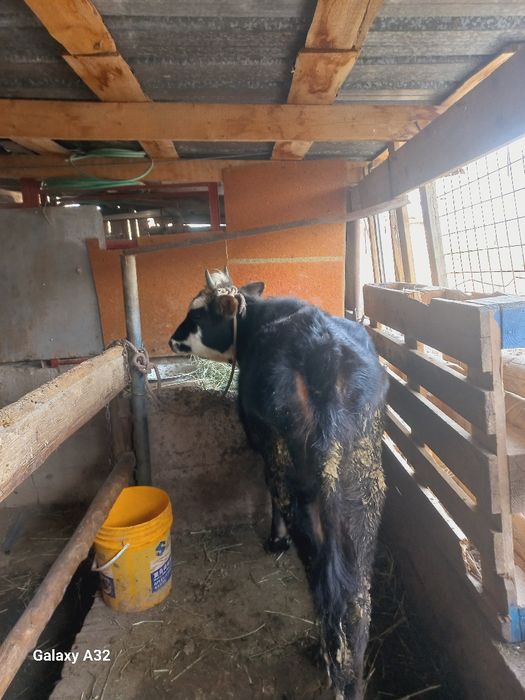 10 айлық таналар