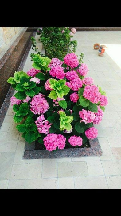 Gazon landshaft vadapad